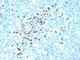 IgM antibody, NBP2-45056, Novus Biologicals, Immunohistochemistry frozen image 