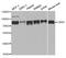 Chromobox 4 antibody, STJ27977, St John