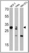 Galectin 3 antibody, NB300-538, Novus Biologicals, Western Blot image 