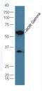 TOR antibody, orb6888, Biorbyt, Western Blot image 