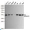 p38 antibody, LS-C813068, Lifespan Biosciences, Western Blot image 