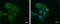 PBX Homeobox Interacting Protein 1 antibody, GTX116669, GeneTex, Immunofluorescence image 