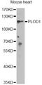 Procollagen-lysine,2-oxoglutarate 5-dioxygenase 1 antibody, A14044, ABclonal Technology, Western Blot image 