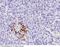 CHGA antibody, 100256-MM02, Sino Biological, Immunohistochemistry frozen image 