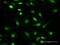 Protein Phosphatase 1 Catalytic Subunit Gamma antibody, H00005501-B02P, Novus Biologicals, Immunofluorescence image 