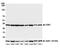 Cyclin Dependent Kinase 1 antibody, NBP2-78838, Novus Biologicals, Western Blot image 