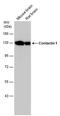 Contactin 1 antibody, PA5-78379, Invitrogen Antibodies, Western Blot image 