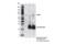 Cell Division Cycle 40 antibody, 99086S, Cell Signaling Technology, Immunoprecipitation image 