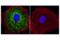 Methylenetetrahydrofolate Dehydrogenase (NADP+ Dependent) 2, Methenyltetrahydrofolate Cyclohydrolase antibody, 98116S, Cell Signaling Technology, Immunocytochemistry image 