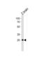 Homeobox protein Dlx6a antibody, abx034824, Abbexa, Western Blot image 