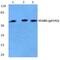 Signal transducing adapter molecule 2 antibody, PA5-36879, Invitrogen Antibodies, Western Blot image 