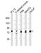 Dynamin 1 Like antibody, M00556, Boster Biological Technology, Western Blot image 