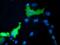 NEDD9-interacting protein with calponin homology and LIM domains antibody, GTX84121, GeneTex, Immunofluorescence image 