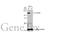 Clock Circadian Regulator antibody, GTX636283, GeneTex, Western Blot image 