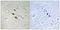 Interferon Regulatory Factor 3 antibody, LS-C199137, Lifespan Biosciences, Immunohistochemistry frozen image 