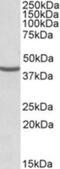 Nuclear Distribution C, Dynein Complex Regulator antibody, NBP1-51971, Novus Biologicals, Western Blot image 