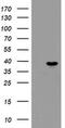 Peptidylprolyl Isomerase Like 6 antibody, MA5-25992, Invitrogen Antibodies, Western Blot image 
