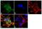 Adaptor Related Protein Complex 2 Subunit Beta 1 antibody, PA1-1066, Invitrogen Antibodies, Immunofluorescence image 