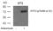 Activating Transcription Factor 2 antibody, PA5-37532, Invitrogen Antibodies, Western Blot image 