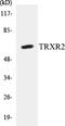 Thioredoxin Reductase 2 antibody, EKC1577, Boster Biological Technology, Western Blot image 