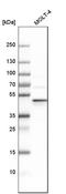 Negative Elongation Factor Complex Member E antibody, HPA007187, Atlas Antibodies, Western Blot image 