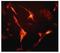 Neurofilament medium polypeptide antibody, ab92539, Abcam, Immunofluorescence image 