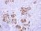 ATP Synthase F1 Subunit Delta antibody, LS-C185409, Lifespan Biosciences, Immunohistochemistry frozen image 