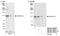 Zinc Finger CCCH-Type Containing 11A antibody, NB100-74651, Novus Biologicals, Western Blot image 