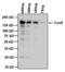 Cas9 antibody, MA1-202, Invitrogen Antibodies, Western Blot image 