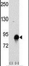 Cullin 4A antibody, PA5-14542, Invitrogen Antibodies, Western Blot image 