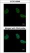 Aminoacylase 1 antibody, GTX110348, GeneTex, Immunocytochemistry image 