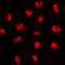 Nuclear Transcription Factor Y Subunit Alpha antibody, LS-C352582, Lifespan Biosciences, Immunofluorescence image 