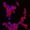 NLR Family Pyrin Domain Containing 3 antibody, MAB7578, R&D Systems, Immunofluorescence image 