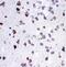 Cytochrome C, Somatic antibody, PA5-79120, Invitrogen Antibodies, Immunohistochemistry paraffin image 