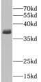 G Protein Subunit Alpha I2 antibody, FNab03532, FineTest, Western Blot image 