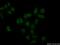 RNA Binding Motif Protein 11 antibody, 17220-1-AP, Proteintech Group, Immunofluorescence image 