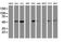 Tubulin beta-4 chain antibody, MA5-25561, Invitrogen Antibodies, Western Blot image 