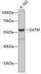 Glycine Amidinotransferase antibody, 19-194, ProSci, Western Blot image 