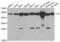 Citrate Synthase antibody, abx004367, Abbexa, Western Blot image 
