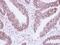 Lamin B1 antibody, PA5-78043, Invitrogen Antibodies, Immunohistochemistry paraffin image 