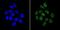 Apurinic/Apyrimidinic Endodeoxyribonuclease 1 antibody, MA1-440, Invitrogen Antibodies, Immunofluorescence image 