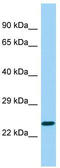 Insulin Like Growth Factor Binding Protein Like 1 antibody, TA334311, Origene, Western Blot image 