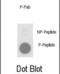 Phospholamban antibody, abx032077, Abbexa, Dot Blot image 