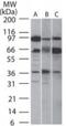 Sirtuin 5 antibody, GTX13697, GeneTex, Western Blot image 