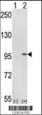 Inner Membrane Mitochondrial Protein antibody, 61-608, ProSci, Western Blot image 