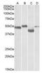 Meis Homeobox 2 antibody, orb20570, Biorbyt, Western Blot image 