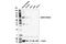 Leucine Rich Repeat Containing 32 antibody, 83565S, Cell Signaling Technology, Western Blot image 