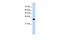 SRY-Box 15 antibody, PA5-41519, Invitrogen Antibodies, Western Blot image 