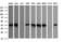 Cell Division Cycle 123 antibody, M08251, Boster Biological Technology, Western Blot image 