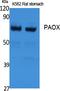 Polyamine Oxidase antibody, A08936, Boster Biological Technology, Western Blot image 